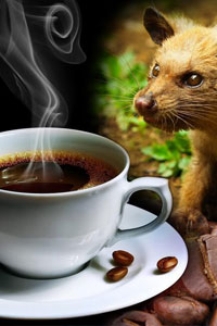 Kopi Luwak