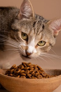 З чого виготовляють корм для котів