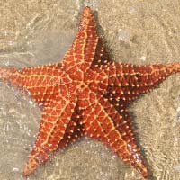 Морські зірки приховують в собі ключ до вічної молодості