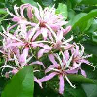Aroma-Wiki.ru