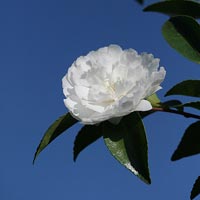 floweredem.uol.ua