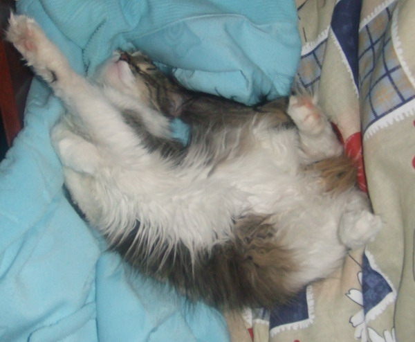 gallery_2826_4_14576.jpg