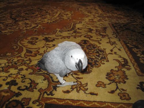 ������������� �����������