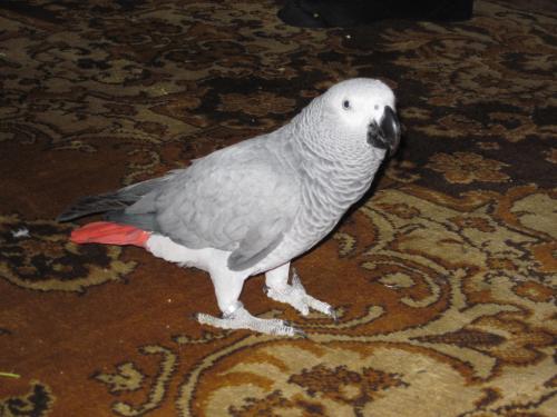 ������������� �����������