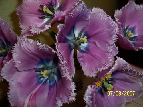 ������������� �����������