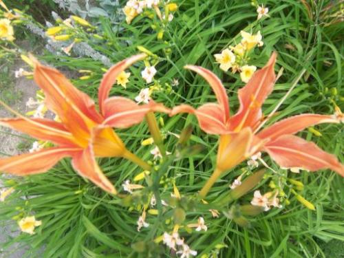 ������������� �����������