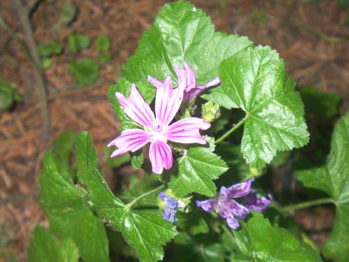 ������������� �����������