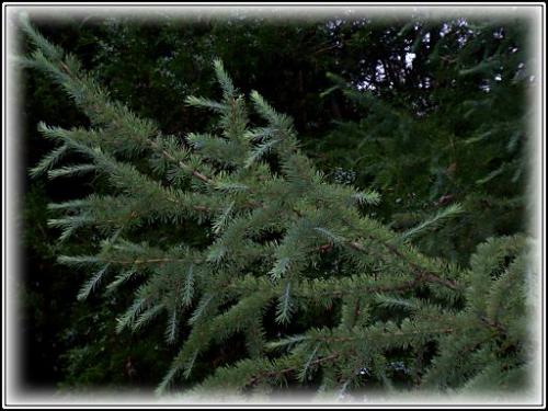 ������������� �����������