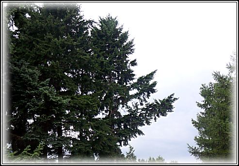 ������������� �����������