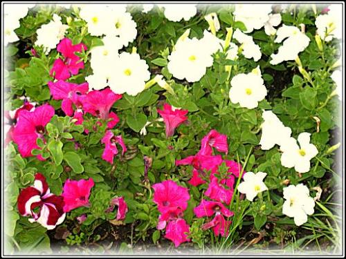 ������������� �����������