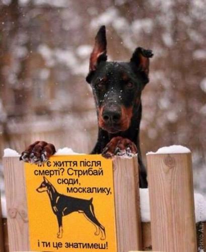 ������������� �����������