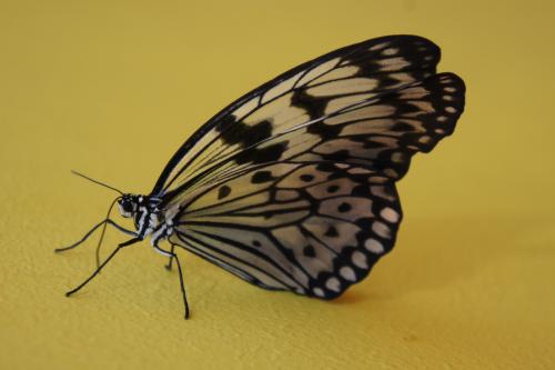 ������������� �����������