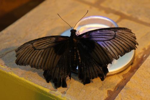 ������������� �����������