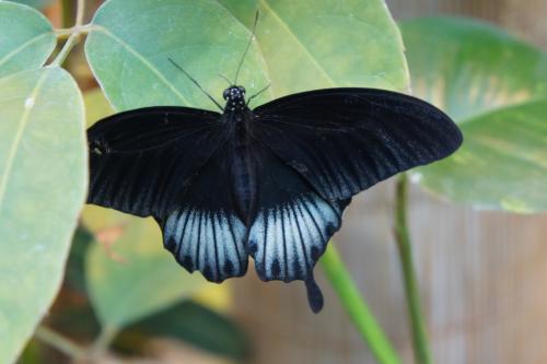 ������������� �����������