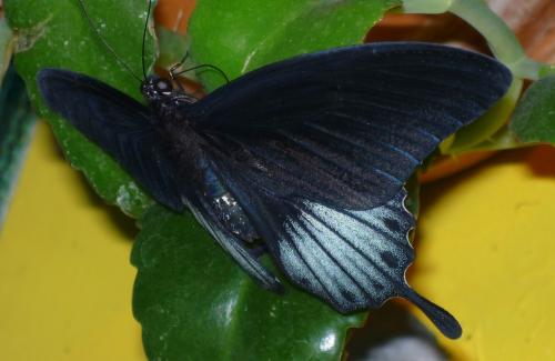 ������������� �����������