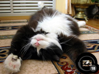 ������������� �����������