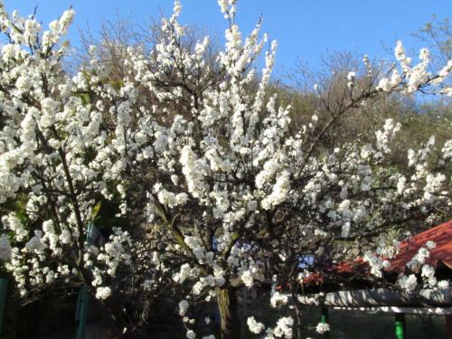 ������������� �����������