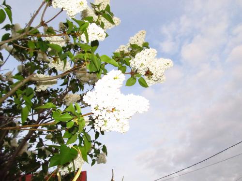 ������������� �����������