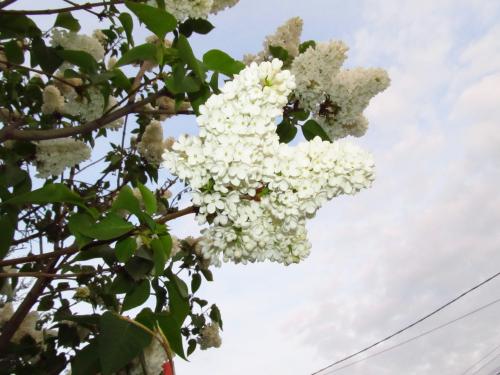 ������������� �����������