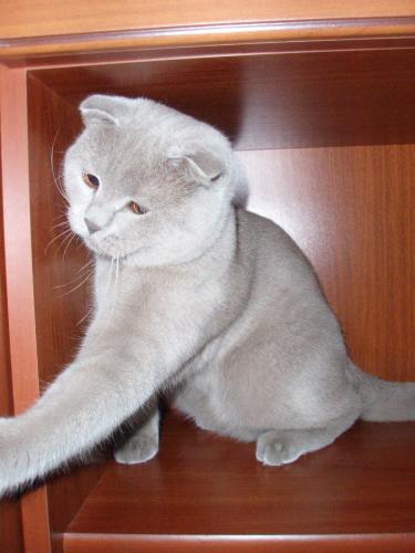 Прикрепленное изображение