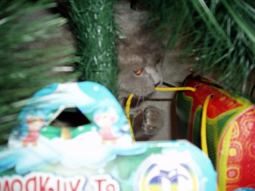 Прикрепленное изображение