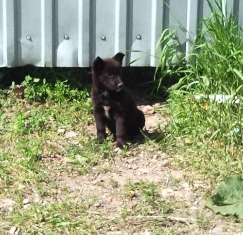Прикрепленное изображение