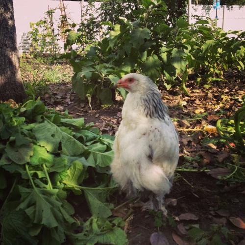 ������������� �����������