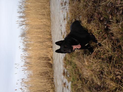 ������������� �����������