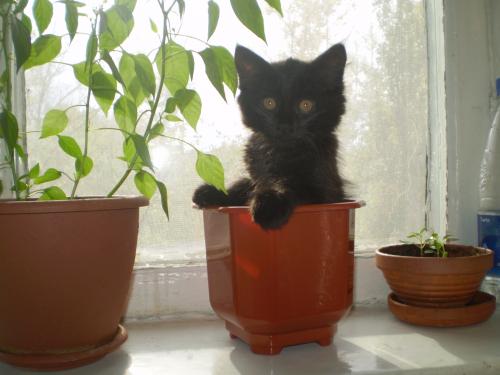 Прикрепленное изображение