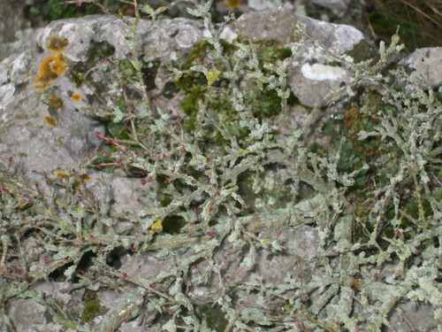 ������������� �����������