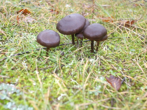 ������������� �����������