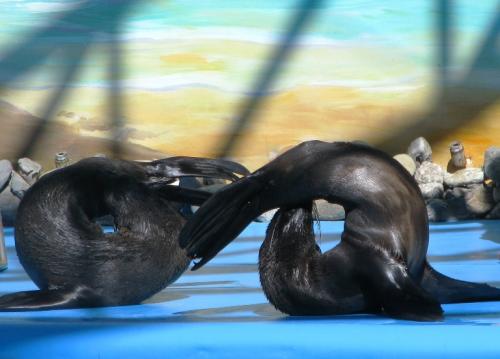 ������������� �����������