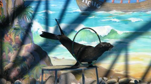 ������������� �����������