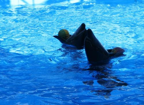 ������������� �����������