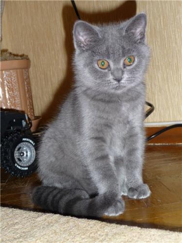 ������������� �����������