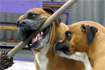 ������������� �����������