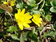 ������������� �����������