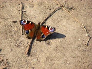 ������������� �����������