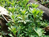 ������������� �����������