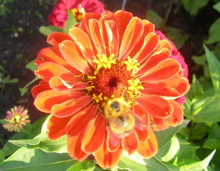 ������������� �����������