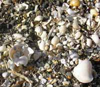 ������������� �����������