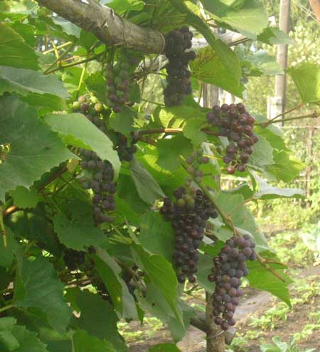 ������������� �����������