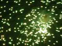 ������������� �����������