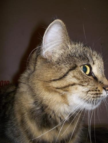 ������������� �����������