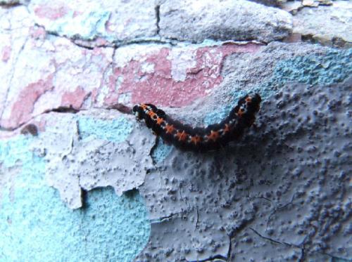 ������������� �����������