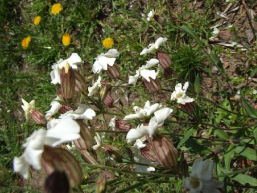 ������������� �����������