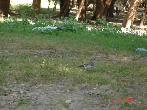 ������������� �����������