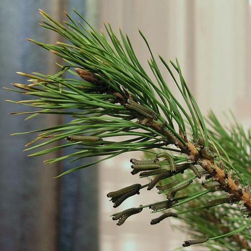 ������������� �����������