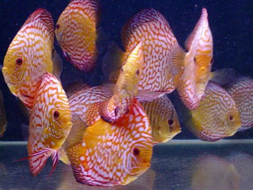 ������������� �����������