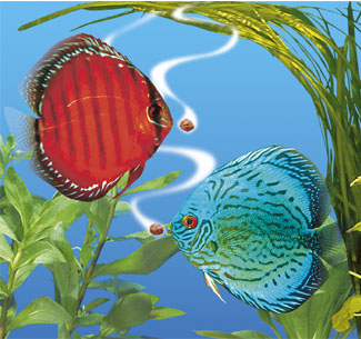 ������������� �����������